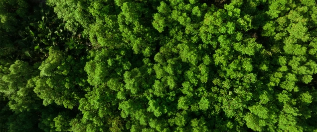 Image of trees